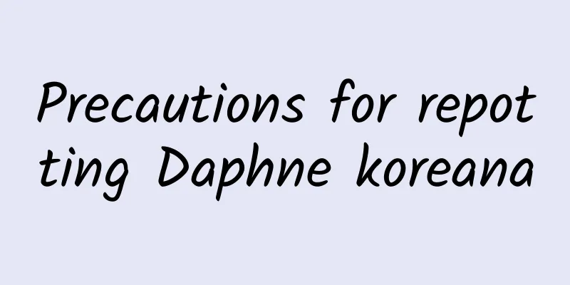 Precautions for repotting Daphne koreana