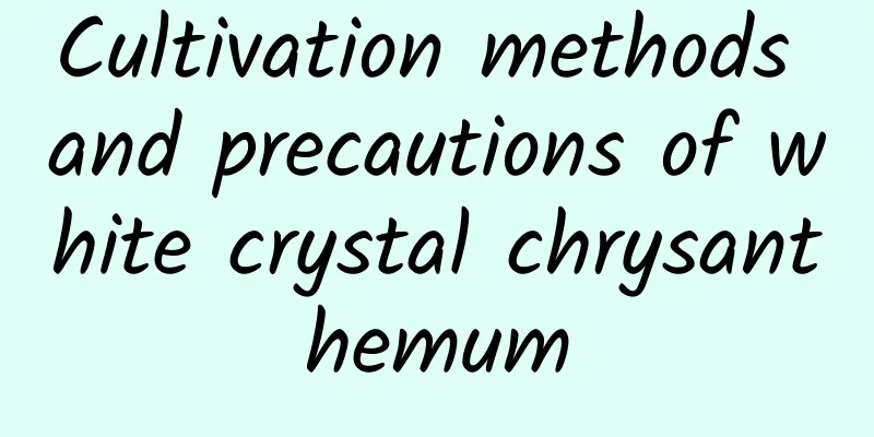 Cultivation methods and precautions of white crystal chrysanthemum