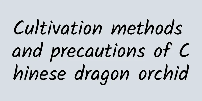 Cultivation methods and precautions of Chinese dragon orchid
