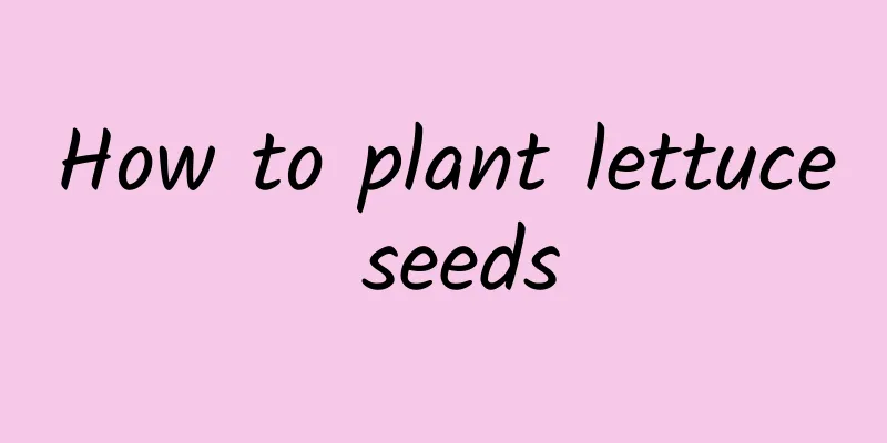 How to plant lettuce seeds