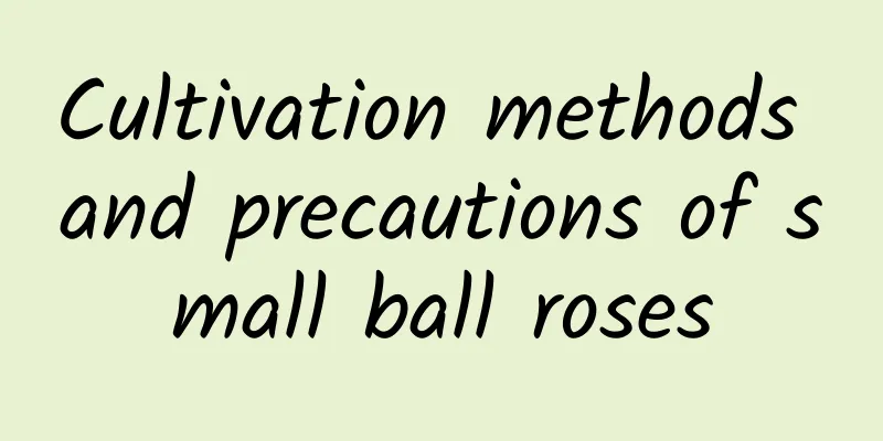 Cultivation methods and precautions of small ball roses