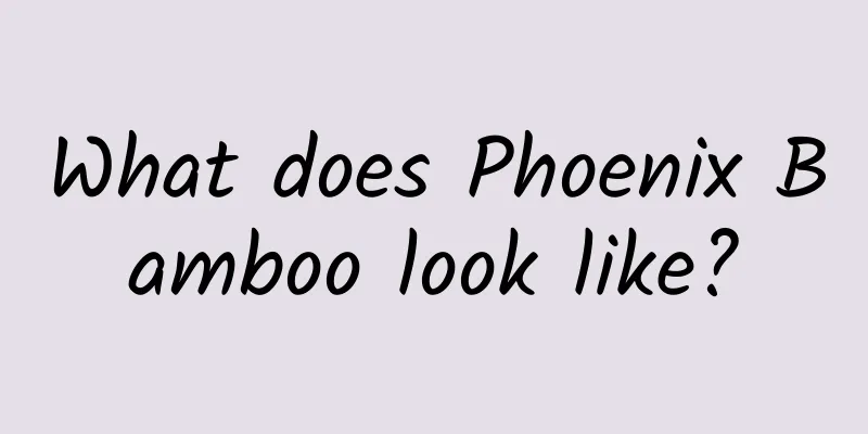 What does Phoenix Bamboo look like?