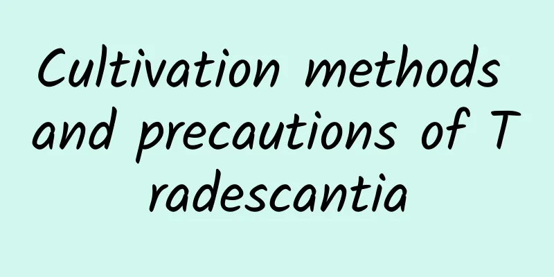 Cultivation methods and precautions of Tradescantia