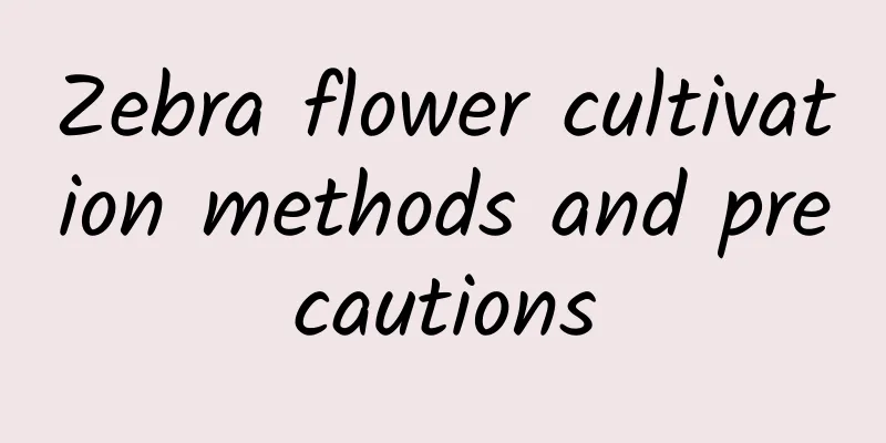 Zebra flower cultivation methods and precautions