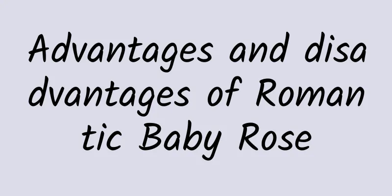 Advantages and disadvantages of Romantic Baby Rose