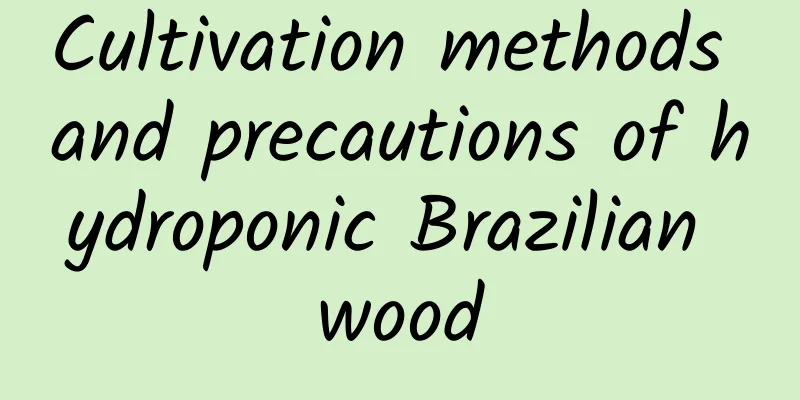 Cultivation methods and precautions of hydroponic Brazilian wood