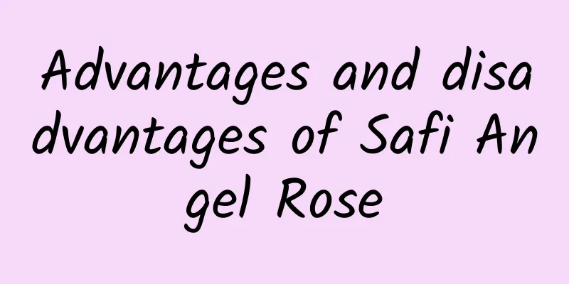 Advantages and disadvantages of Safi Angel Rose