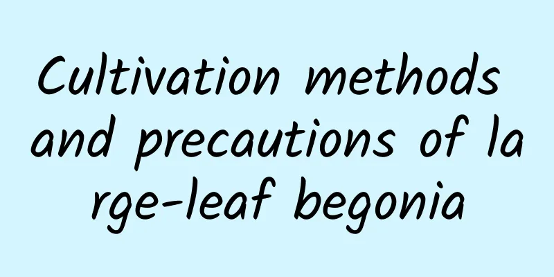 Cultivation methods and precautions of large-leaf begonia