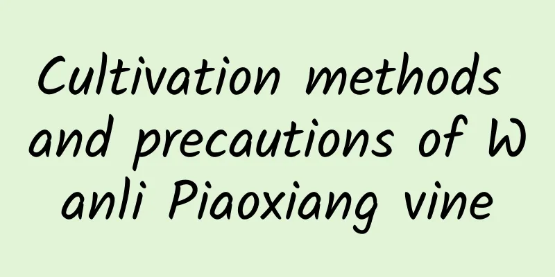 Cultivation methods and precautions of Wanli Piaoxiang vine