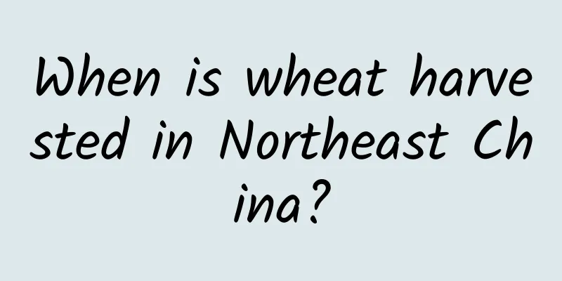 When is wheat harvested in Northeast China?