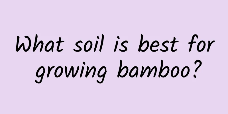 What soil is best for growing bamboo?