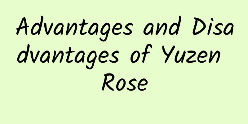 Advantages and Disadvantages of Yuzen Rose
