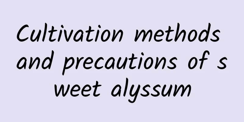 Cultivation methods and precautions of sweet alyssum