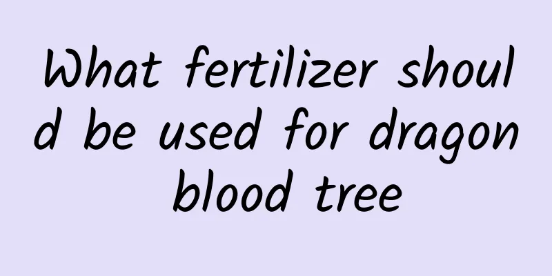 What fertilizer should be used for dragon blood tree
