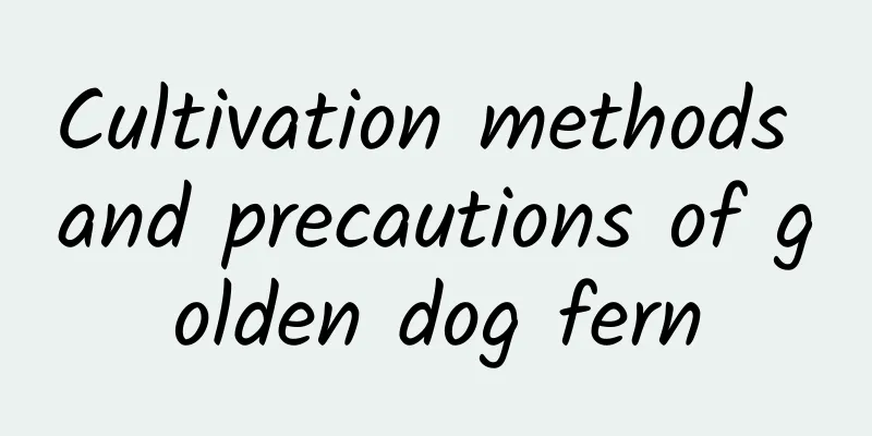 Cultivation methods and precautions of golden dog fern
