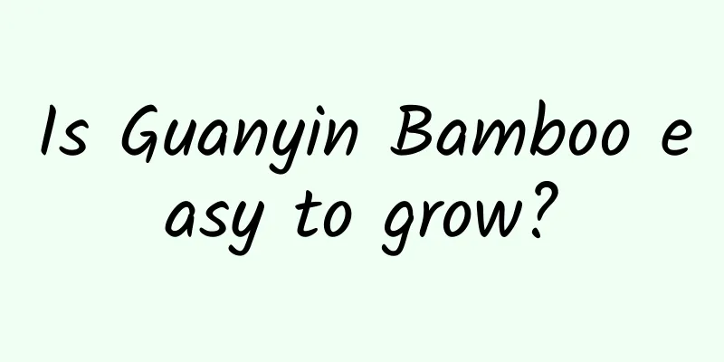 Is Guanyin Bamboo easy to grow?