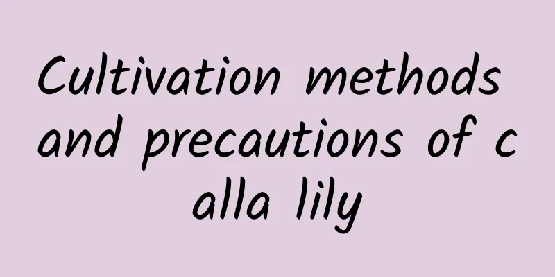 Cultivation methods and precautions of calla lily