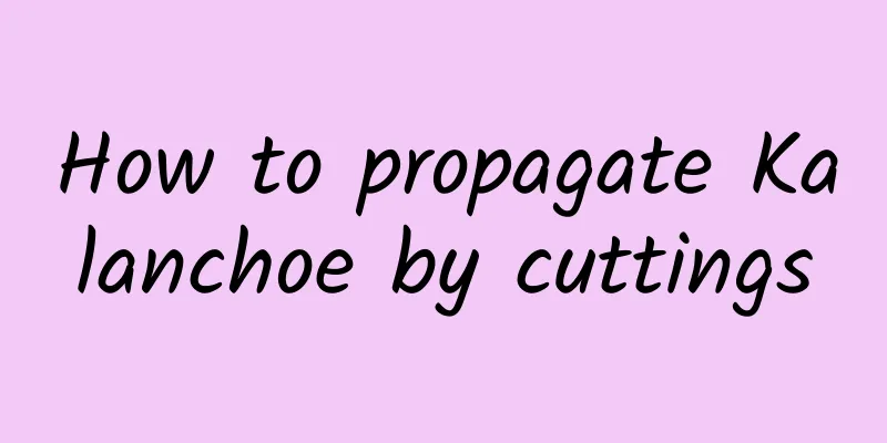 How to propagate Kalanchoe by cuttings