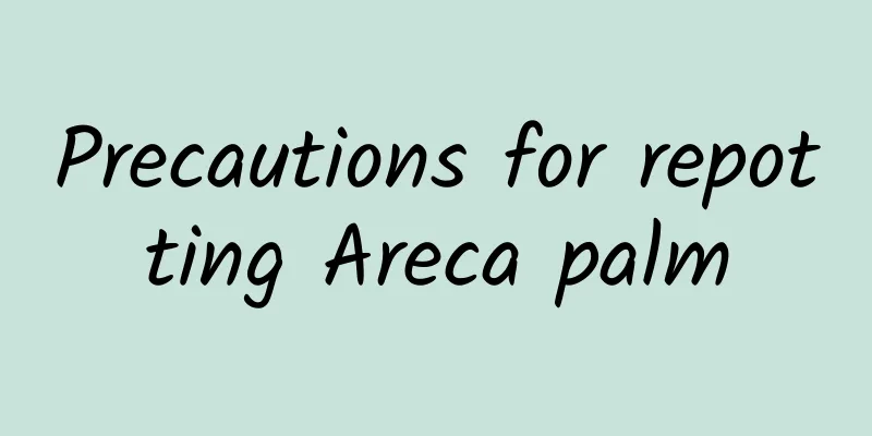 Precautions for repotting Areca palm
