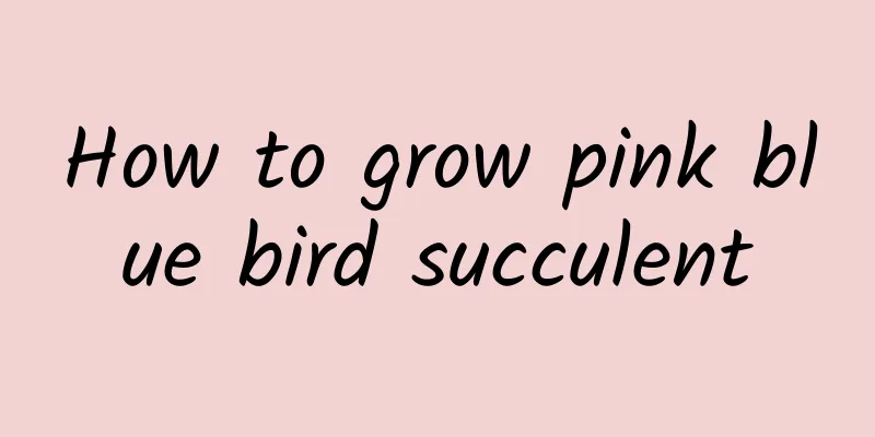 How to grow pink blue bird succulent