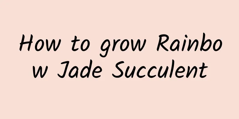 How to grow Rainbow Jade Succulent