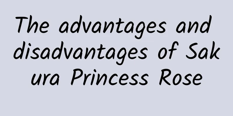 The advantages and disadvantages of Sakura Princess Rose