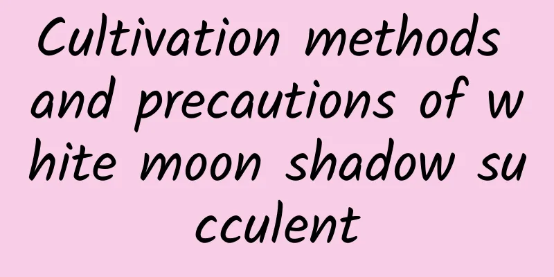 Cultivation methods and precautions of white moon shadow succulent