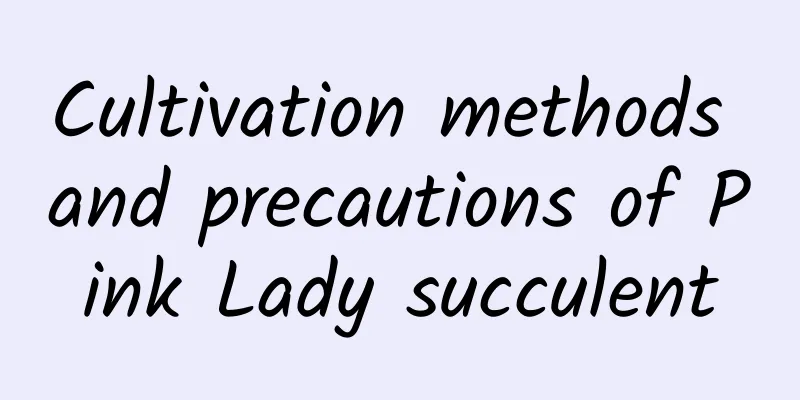 Cultivation methods and precautions of Pink Lady succulent