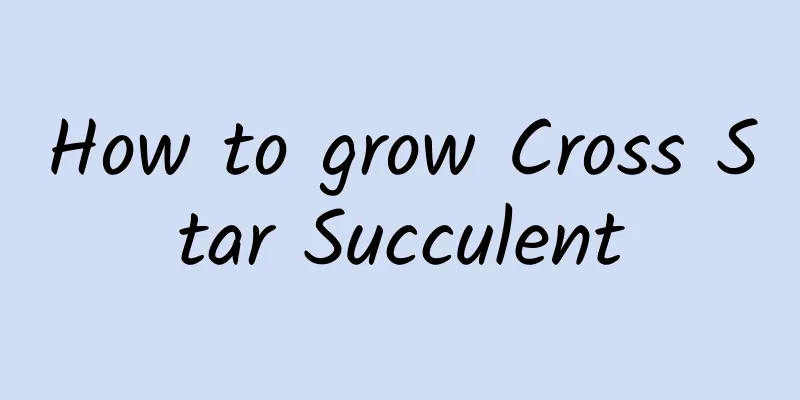 How to grow Cross Star Succulent