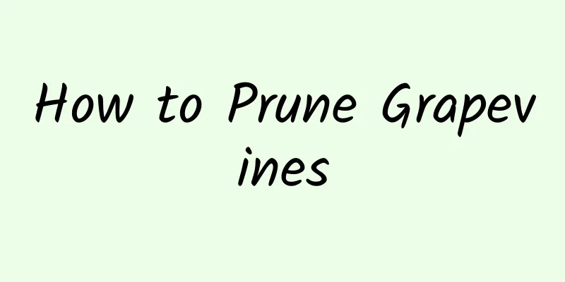 How to Prune Grapevines