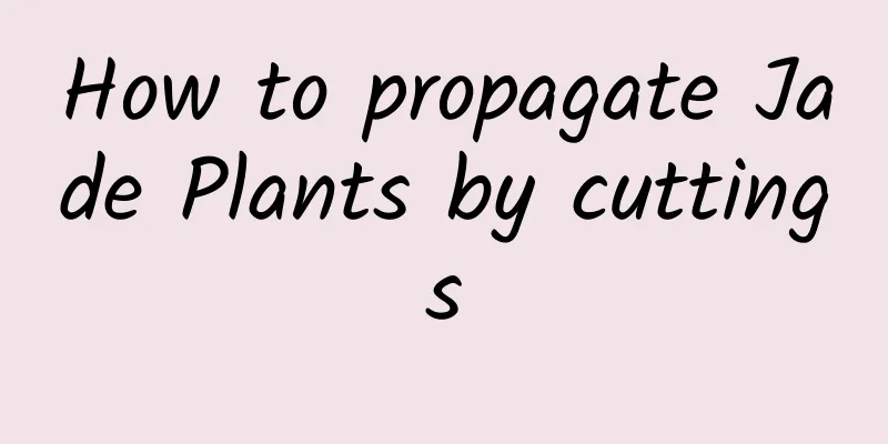 How to propagate Jade Plants by cuttings