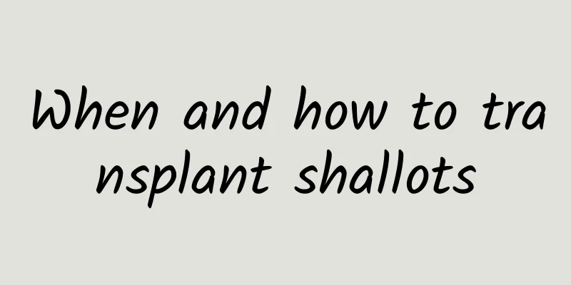 When and how to transplant shallots