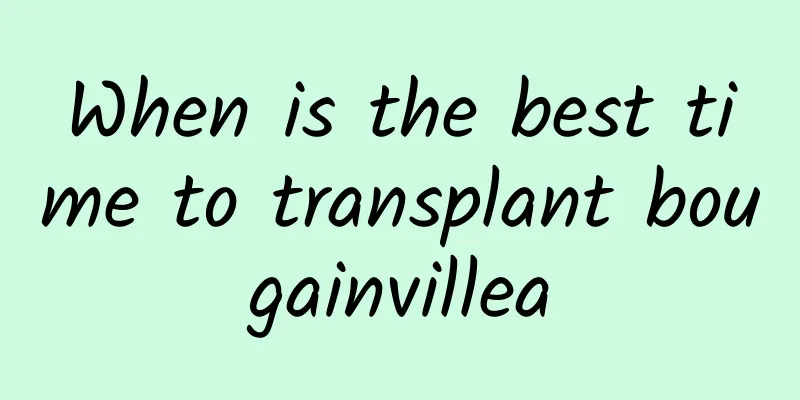 When is the best time to transplant bougainvillea