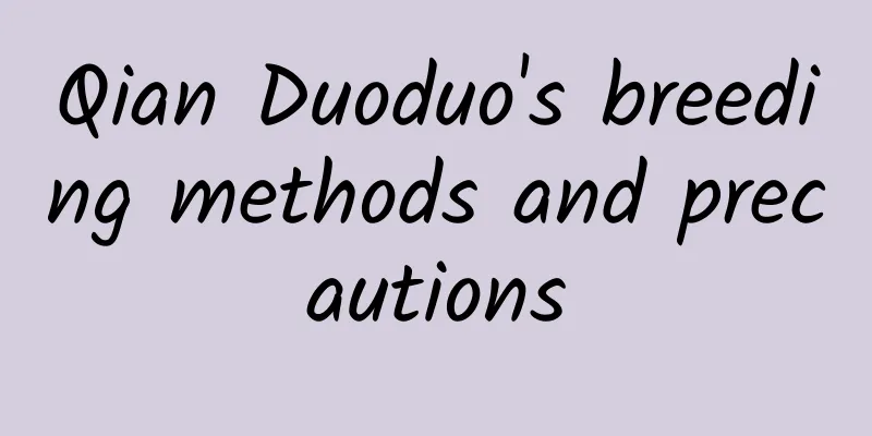 Qian Duoduo's breeding methods and precautions