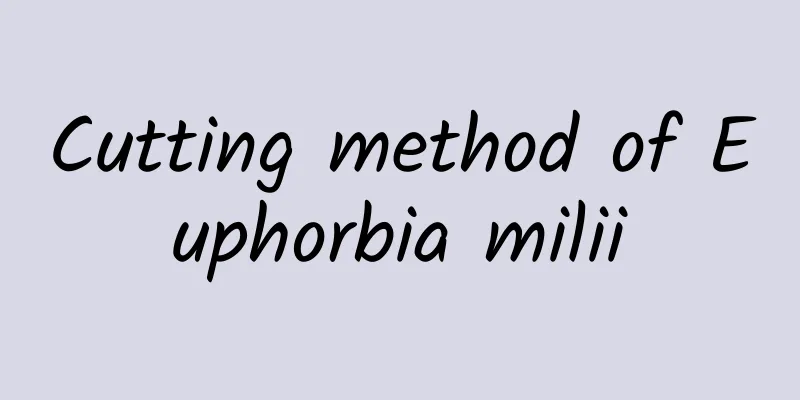 Cutting method of Euphorbia milii