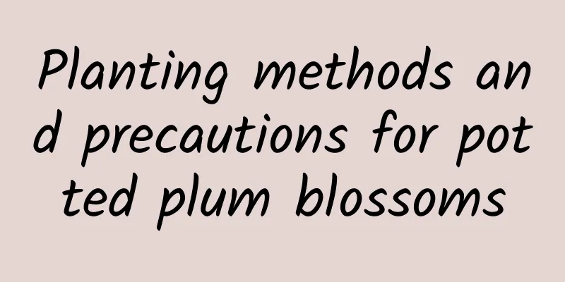 Planting methods and precautions for potted plum blossoms