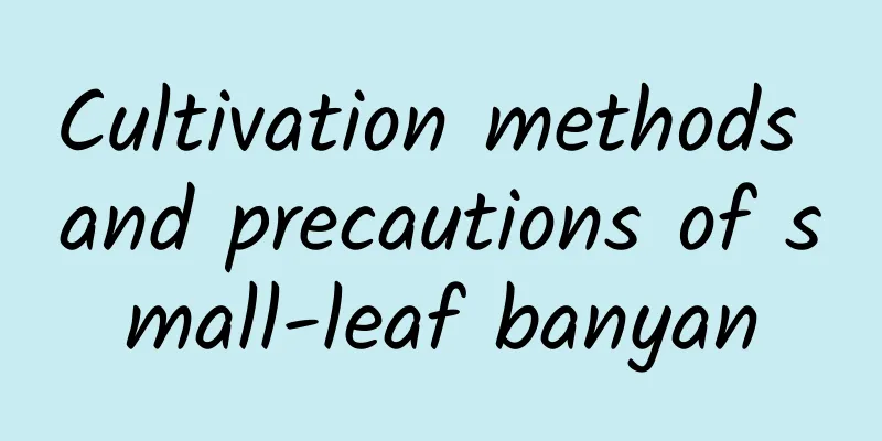 Cultivation methods and precautions of small-leaf banyan