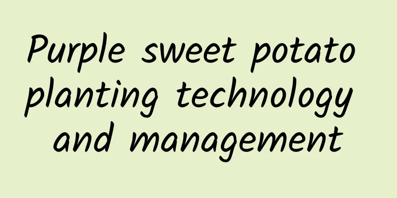 Purple sweet potato planting technology and management