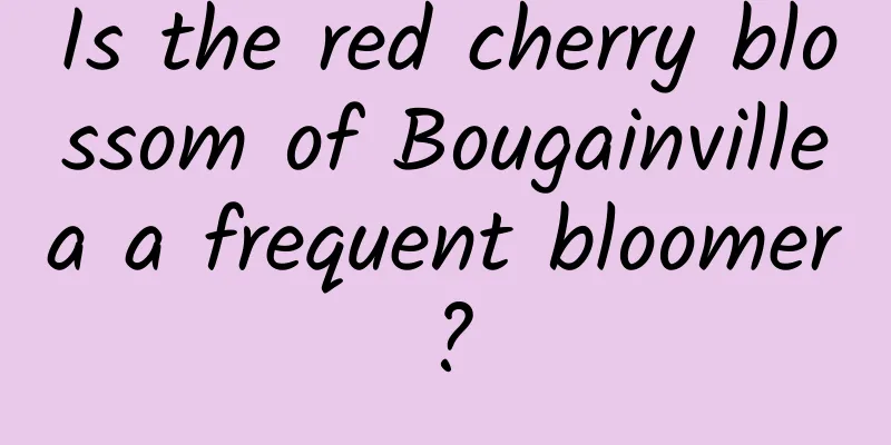 Is the red cherry blossom of Bougainvillea a frequent bloomer?