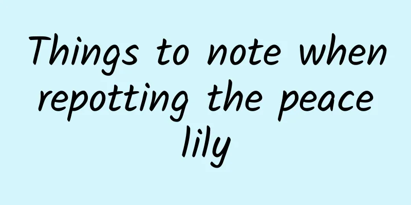 Things to note when repotting the peace lily