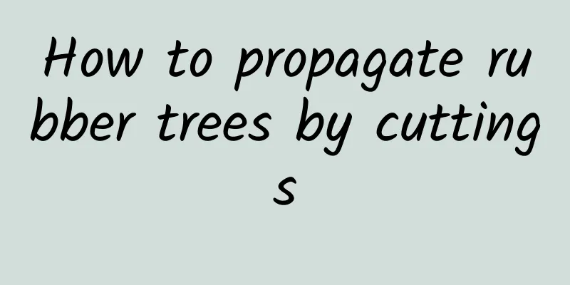 How to propagate rubber trees by cuttings