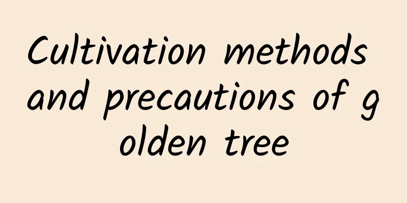 Cultivation methods and precautions of golden tree