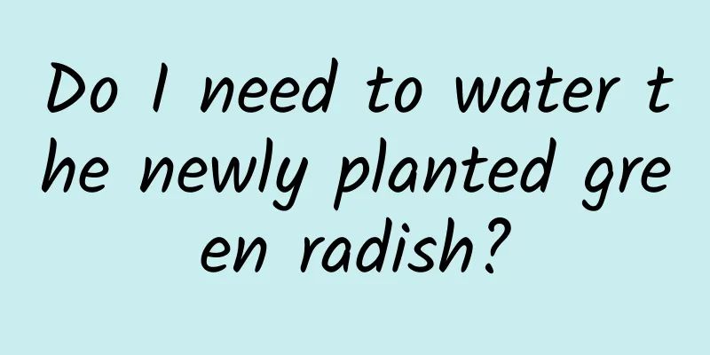 Do I need to water the newly planted green radish?