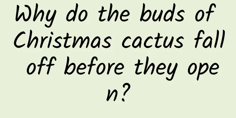 Why do the buds of Christmas cactus fall off before they open?