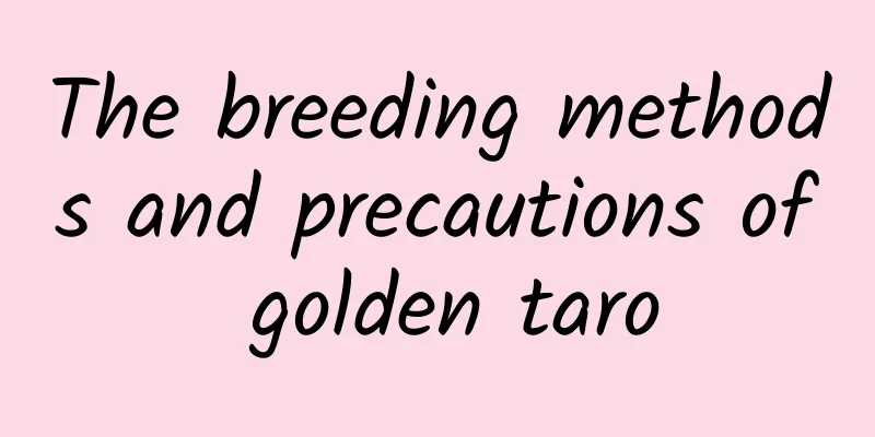 The breeding methods and precautions of golden taro