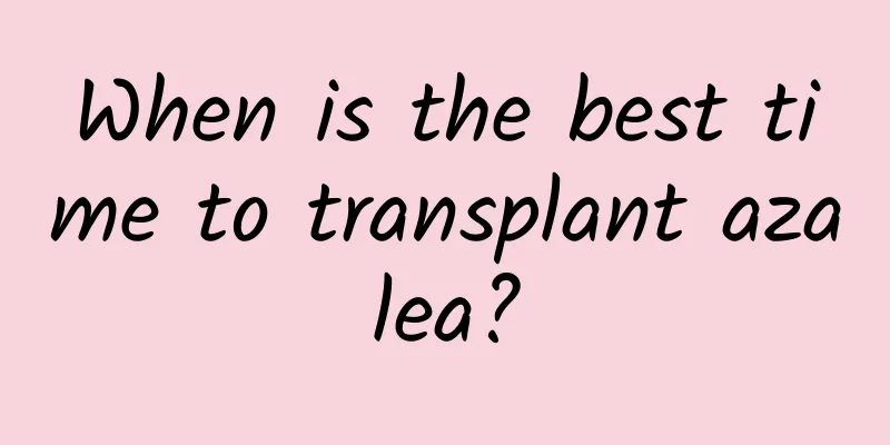 When is the best time to transplant azalea?