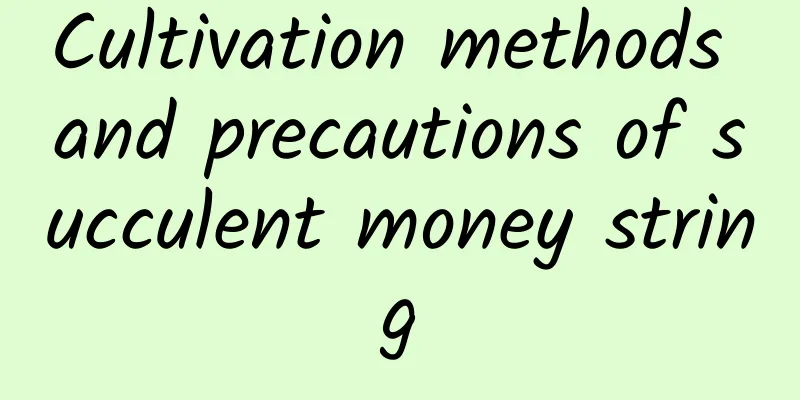 Cultivation methods and precautions of succulent money string