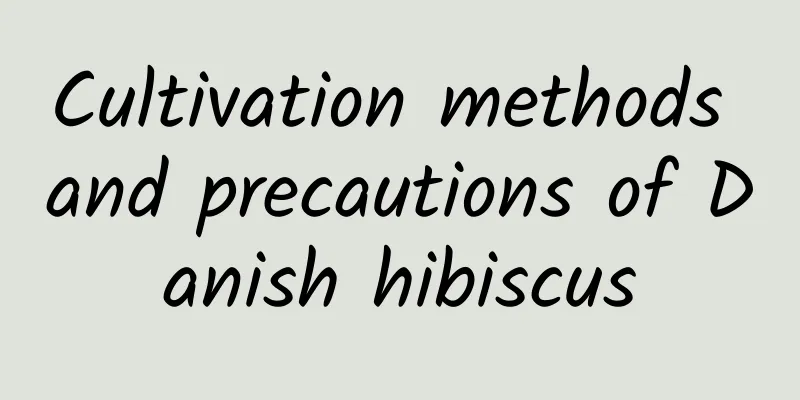 Cultivation methods and precautions of Danish hibiscus