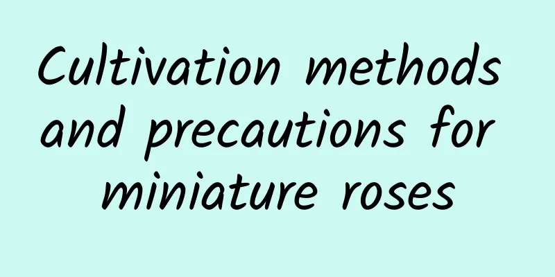 Cultivation methods and precautions for miniature roses