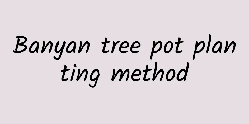 Banyan tree pot planting method